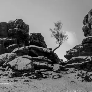 Lone tree, Brimham Rocks