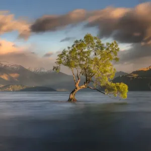 Lone Tree Print at Lake Wanaka Sunrise Lone Tree Print at Lake Wanaka Sunrise