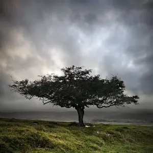 Lone tree, Sharpitor Hill, Dartmoor, Devon, England Lone tree, Sharpitor Hill, Dartmoor, Devon, England
