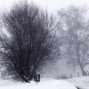 Lone walker, winter landscape with snow, tree in the fog, Gummersbach, North Rhine-Westphalia, Germany, Europe