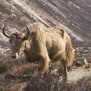 Lone yak outside Dingboche, in the Everest region of Nepal
