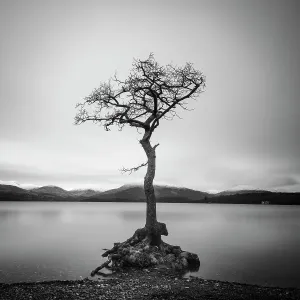 Loneliness Loneliness