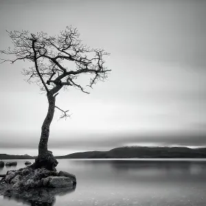 Lonely bare tree Lonely bare tree