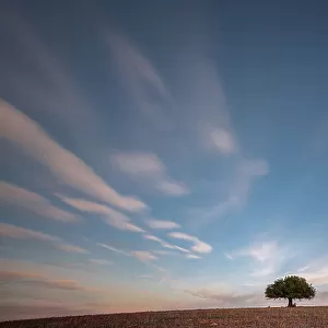 Lonely olive tree in the middle of a field