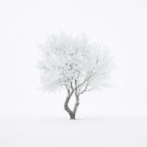 Lonely tree in the fog in winter Lonely tree in the fog in winter