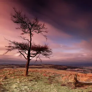 Lonely tree on Kinpurney Hill at dawn Lonely tree on Kinpurney Hill at dawn