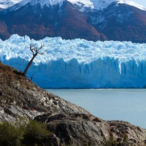 Lonesome tree beside Perito Moreno glacier