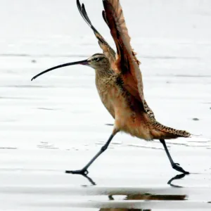 Long-billed Curlew Bird