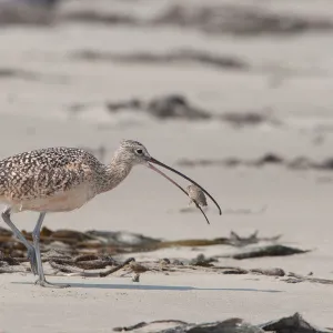 Long-billed Curlew (Numenius americanus)