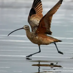 Long-billed Curlew Print, Wings Extended on Morro Bay Beach Long-billed Curlew Print, Wings Extended on Morro Bay Beach
