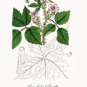 Long-clustered Bramble, Rubus leucostachys, Victorian Botanical Illustration, 1863