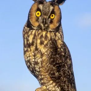 Long ear owl on perch against blue sky Long ear owl on perch against blue sky