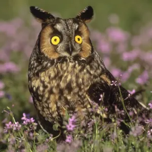 Long ear owl in wildflower field Long ear owl in wildflower field
