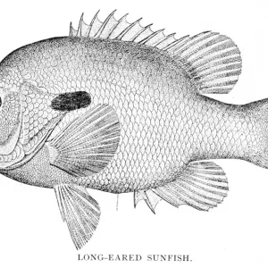 Long eared sunfish engraving 1898 Long eared sunfish engraving 1898