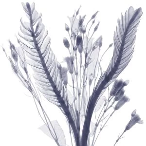 Long leaves and flower buds, X-ray