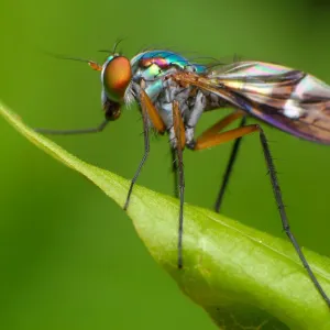 Long Legged Fly Print on Green Leaf Long Legged Fly Print on Green Leaf