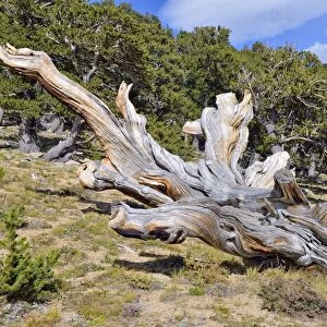 Long-living Great Basin Bristlecone Pine -Pinus longaeva-, collapsed tree, Bristlecone Pine Forest, Mt. Goliath Natural Area, Mt. Evans Scenic Byway, Idaho Springs, Colorado, USA