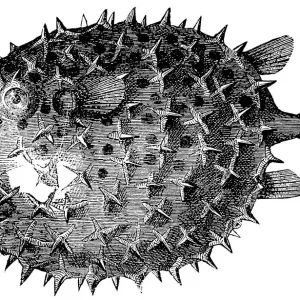 Long-spine Porcupinefish or Spiny Balloonfish (Diodon Holocanthus) Long-spine Porcupinefish or Spiny Balloonfish (Diodon Holocanthus)