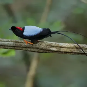 Long-tailed Manakin