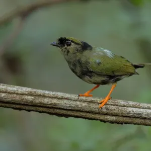 Long-tailed Manakin