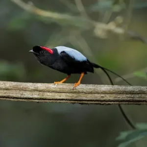 Long-tailed Manakin (Chiroxiphia linearis)