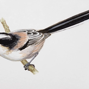 Long-tailed tit (Aegithalos caudatus), perching on a branch, side view