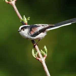 Friedhelm Adam Nature Photography