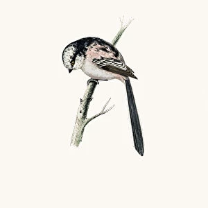 Long tailed Titmouse bird
