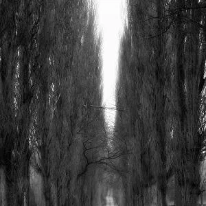 The Long Tree Lined Road