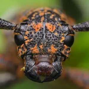 Longhorn beetle Longhorn beetle