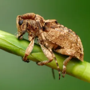 Longhorn beetle Longhorn beetle