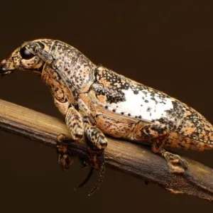 Longhorn beetle Longhorn beetle
