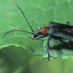 Longhorn Beetle species (Gaurotes virginea) Longhorn Beetle species (Gaurotes virginea)