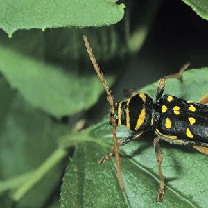 Longhorn Beetle species (Plagionotus arcuatus)