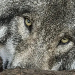 Looking At You Looking At You