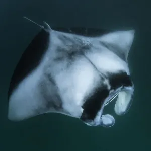 Looking down on a manta ray as it feeds on plankton, Hanifaru Bay, Baa Atoll, Maldives Looking down on a manta ray as it feeds on plankton, Hanifaru Bay, Baa Atoll, Maldives