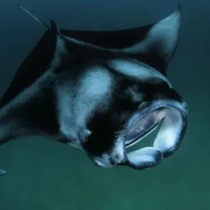 Looking down on a manta ray as it feeds on plankton, Hanifaru Bay, Baa Atoll, Maldives Looking down on a manta ray as it feeds on plankton, Hanifaru Bay, Baa Atoll, Maldives