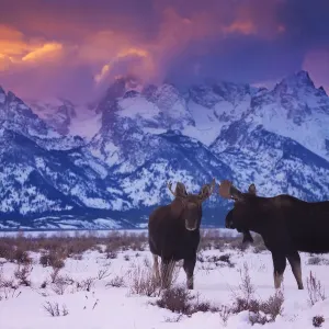 Grand Teton Bull Moose Print Grand Teton Bull Moose Print
