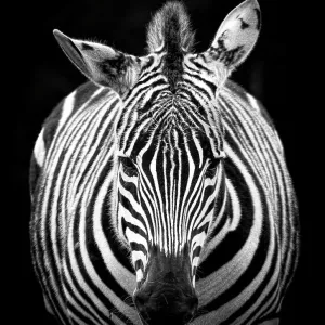 Looking at zebra Looking at zebra