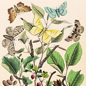Looper moths butterflies engraving 1853