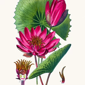 Lotus or Egyptian water lily