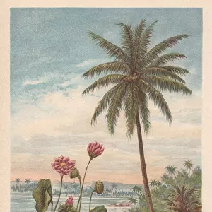 Lotus flower and coconut palm, chromolithograph, published in 1894