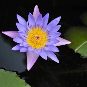 Lotus flower, water lily, Vietnam, Southeast Asia