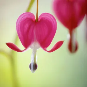 Flower Art Framed Print Collection: Captivating Floral Photography by Mandy Disher