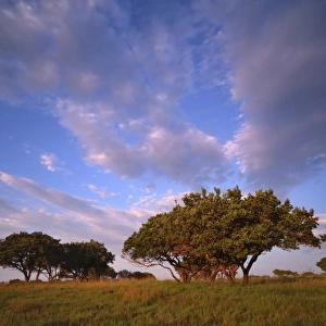 Low angle view of thorn trees in a grass field, iSimangaliso Wetland Park, Kwazulu-Natal, South Africa