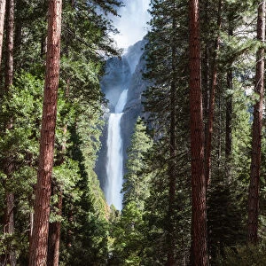 Lower Yosemite fall and forest, Yosemite NP, USA