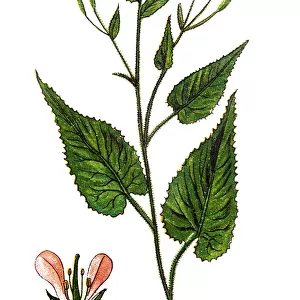 Lunaria rediviva, known as perennial honesty