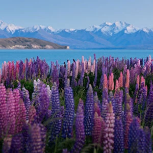Lupin field in summer season (New Zealand)