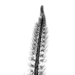 Lupin (Lupinus sp. ), X-ray
