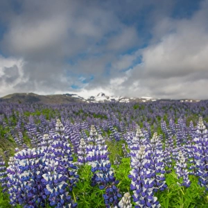 Lupines field in southern Iceland